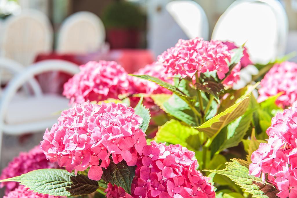 Hotel Garden Bellaria-Igea Marina Eksteriør billede